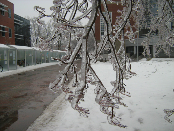 Freezing Rain in Guelph, Dec 2013