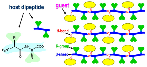dipeptide inclusions
